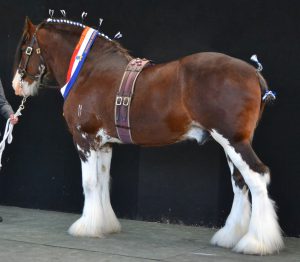 Norbrook Mcalister (8928)
Champion Stallion Melbourne Royal 2016 
Bred & Owned by: N.J. Brooks