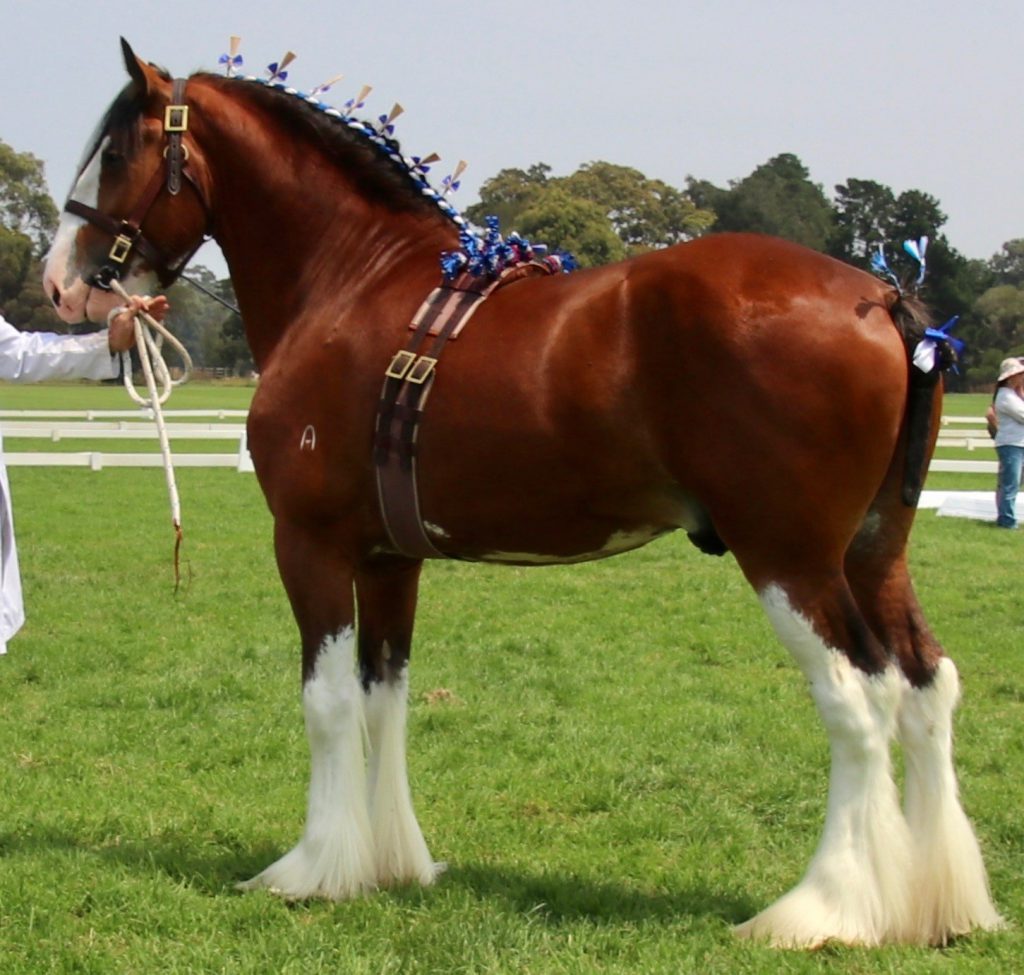 Aarunga Franklin (9398)
Champion Stallion Melbourne Royal 2019 & 2020 national Heavy Horse Festival 
Bred & Owned by: A.T Marriott & Family 
Photo by: Kristen Marriott