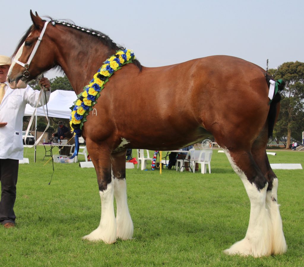 Aarunga Paris (18910)
Sumpreme & Champion Mare Heavy Horse Festival 2020 
Owned by: Morphy Family 
Bred by: A.T. Marriott & Family
Photo by: Kristen Marriott