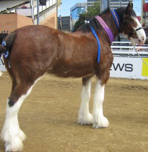 Duncan Valley Theodore (8450)
Champion Gelding Brisbane Royal 2016
Bred & owned By: Goodall Family