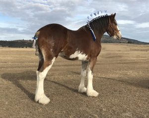 Duneske Ranger (9163)
Champion Gelding Brisbane Royal 2017, 2018 & 2019
Bred & Owned By: I & J Stewart-Koster