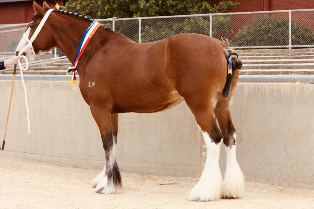 Lowan Vale Lady Anne (185827)
Supreme & Champion Mare Adelaide Royal 2019 
Bred & Owned by: I & L Fritsch