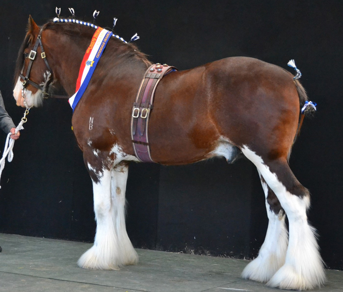 001-2016-RMS-Grand-Champion-and-Ch-Stallion-Norbrook-McAlister-exhibited-by-Norm-Brooks-photo-J-Taylor-1
