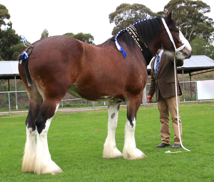 001-2017-Supreme-Clydesdale-Exhibit-and-Ch-Mare-Aarunga-Miranda-AT-Marriott-Family-CASTLEMAINE