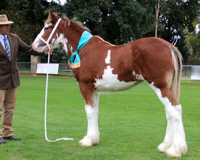 002-Champion-Exhibit-under-3-yrs-Ch-Foal-Aarunga-Valerie-A-T-Marriott-Family