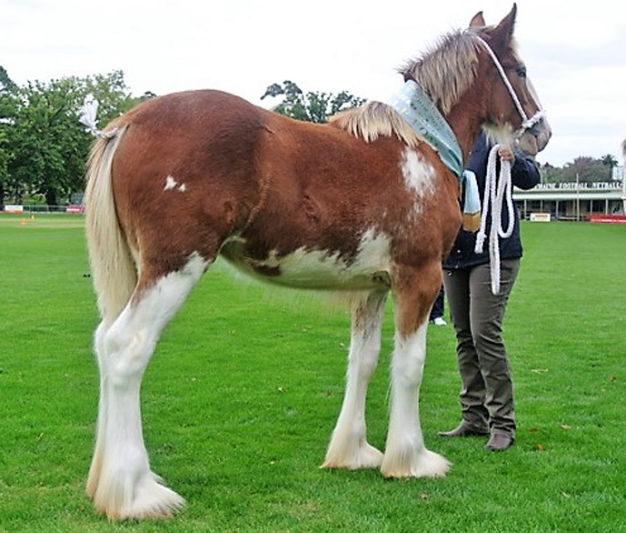 003-Res-Champion-exhibit-under-3yrs-Res-Ch-Foal-Valmont-Radiant-Cox-Family-DSC_1311_2