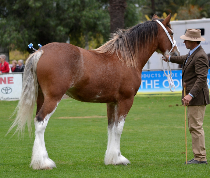 008-crop-Res-Ch-Yearling-Aarunga-Miss-Universe-A-T-Marriott-Family_DSC0621