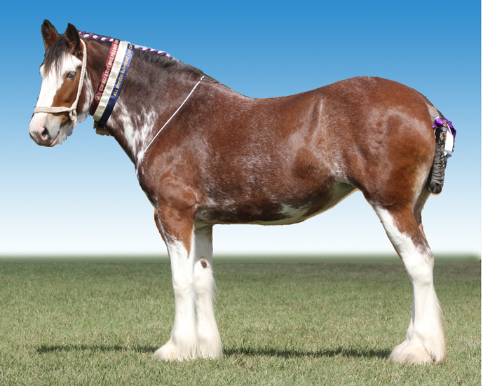 Duneske-Flash-Beauty-Champ-Mare-Supreme-Brisbane-Royal-2018-photo-by-Katy-Driver