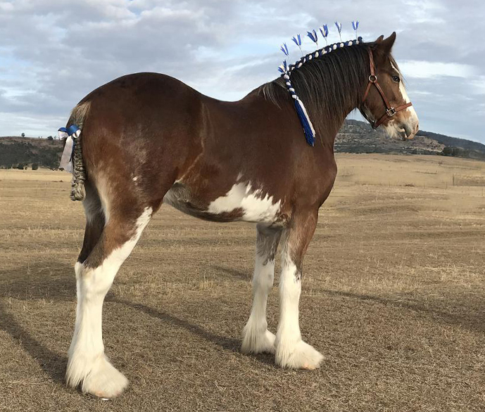 Duneske-Ranger-Champion-Gelding-Brisbane-2017-18-19