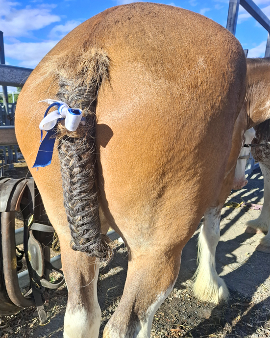 FB_IMG_17738233c desi tail cro86 (2)