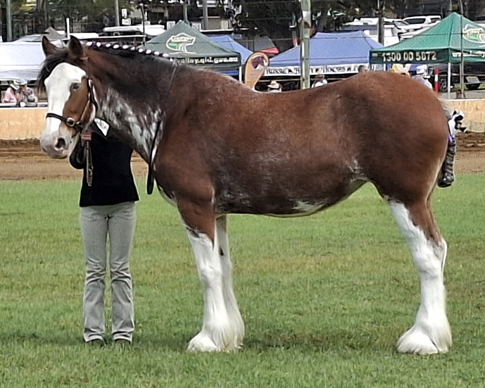 chelsea & Beauty at res ch mare crop
