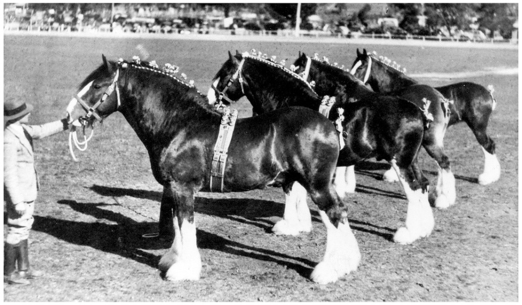 Max Fowler at left with Craigie Nobleman (imp), Craigie Dalsalloch (imp), Craigie Golden Queen (imp) and Collegong Belle (a filly out of Craigie May Queen (imp)). They won the First Place Group Prize at Young Show, NSW in 1940.